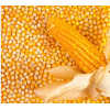 新乡原阳县种植销售高质量的玉米