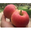 山西红富士苹果8斤农家自种新鲜水果现摘现发脆甜冰糖心包邮
