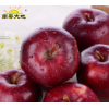 新鲜水果花牛苹果4.5kg新发地南粤大地水果批发