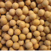 黄豆7.0-8.0mm非转基因适合做烤豆用出口级黄豆高蛋白黄豆