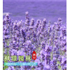 新疆法国蓝薰衣草种子 盆栽地栽种子 黝黑饱满