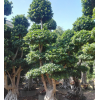 小叶榕产地直销 大型盆栽树多年树龄易成活 公园小区绿化树