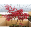 红枫苗，中国红枫，红枫盆景，精品绿化式程苗木