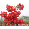 直销红宝石海棠 优质红宝石海棠 工程绿化苗 名贵庭院花卉