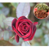 黑魔术玫瑰种苗基地直供 红色系鲜切花种苗品种齐全 四季观赏花卉