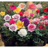 品种月季玫瑰花苗 盆栽月季大花月季苗.多花色 量大优惠