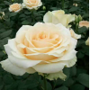 云南基地玫瑰种苗直批 各种月季类植物花卉苗木 高存活 现取现发