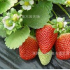 盆栽四季草莓 优质奶油草莓苗等 四季果树当年挂果