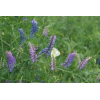 基地销售牧草种子 光叶紫花苕种子 毛叶苕子稀毛苕子种子量大更优