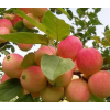 供应嫁接矮化柱状 国光 红肉 红富士苹果苗成活率高挂果多果树苗
