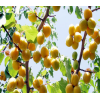 杏树苗 果树苗供应 当年结果 凯特杏树 杏子嫁接树 杏子小树现货