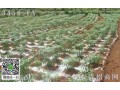 “地膜茶”栽培技術