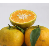 四川果园现摘橘子碰橘新鲜柑桔橘皮薄味甜芦柑椪柑5斤装一件代发