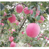 江天红富士苹果 厂家直销保鲜水晶苹果 水果平安当季苹果批发