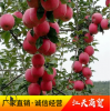 水果供应 红富士苹果农家产品水晶苹果圣诞平安果批发