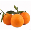 雷波脐橙 新鲜采摘脐橙10斤装 新鲜水果橙子一件代发批发