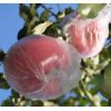 新鲜苹果果园直发红富士苹果 果径75mm苹果纸加膜9斤箱装包邮