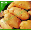 新鲜蔬菜 马铃薯 地蛋洋芋 质量好 欢迎咨询 【图】