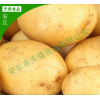 供应生产 各种规格马铃薯 新鲜土豆批发 欢迎选购 【图】