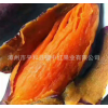 生产供应六鳌红蜜薯 福建漳州六鳌红薯批发 快速发货