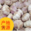 江苏新鲜蔬菜优质紫皮大蒜头源产地货源出口级普白干蒜头厂家批发
