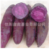 批发加工型销售型高产高淀粉紫薯苗批发优质品种 日本紫薯王