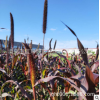厂家直销 花卉种子 观赏谷子 紫爵 切花种子批发 株高70-80cm
