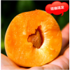 陕西大黄杏子新鲜水果现摘现发孕妇水果非大青杏子5斤包邮