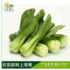 七彩泰兴 蔬菜 出口 基地直销 新鲜 绿色 苏州青 瓢儿菜 上