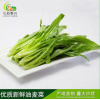 七彩泰兴 蔬菜 基地直销 新鲜绿色 西餐蔬菜 高原特色农产品