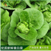 七彩泰兴 蔬菜 出口产品 绿色 新鲜 黄白菜大白菜 基地直销