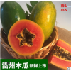州冰糖红心木瓜 8斤装 新鲜水果广西海南红心木瓜一件代发