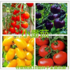 批发蔬菜种子小西红柿黄圣女果樱桃番茄种子盆栽水果阳台种植盆栽