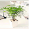 基地大量热销优质文竹 办公室内迷你盆栽植物 不带盆发货