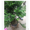 一米高老盆红豆杉，盆栽绿植，精品红豆杉
