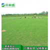 出售台湾草草坪种子 台湾草草籽 无需修剪 耐践踏