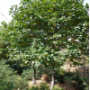 园林绿化苗木 紫玉兰 白玉兰树苗10公分以上 树型优美 不偏冠