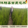 1.5米塔柏 蜀桧 树型优美 北京桧 四季常青绿化苗行道树 园林树