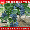 蓝莓树 南方北方种植盆栽果树 阳台盆栽蓝莓 水果树 当年结果苗