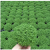 【基地直销】观叶植物小盆栽植物花卉绿墙绿化专用 80绿地珊瑚蕨