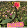 【基地直销】小盆栽绿植花卉室内观花高档年花 2.8寸迷你蝴蝶
