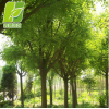 大量出售园林工程绿化行道树国槐 优质速生国槐 品种齐全价格从优