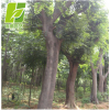 各种苗木批发枫树 基地大量供应绿化工程三角枫树苗规格齐全