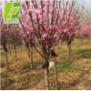 大量批发红梅树 杏梅树 工程绿化优质红梅杏梅 厂家直销 价格从优
