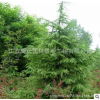 工程绿化-直销 雪松树 规格全 庭院园林四季常青雪松