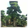 湖南苗圃基地造型罗汉松胸径8-25cm 庭院绿化风景树造型罗汉松