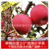 苹果树苗批发 南方北方果树苗 红富士当年结果成活高苹果苗
