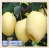 雪花梨苗 种植幼苗 优质嫁接梨树 果树新品种 大量供应梨树苗