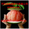 越南青皮红柚苗 越南青柚红肉红心柚子树苗 纯正品种
