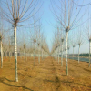 12公分的法桐树大量供应 低价出售 全国热销法桐树